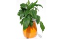 Donica Silba_yellow orange połysk_skrzydłokwiat.jpg