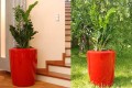 Donice Anakena_czerwony Ruby Red_aranzacja.jpg