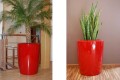 Donice Anakena_czerwony Ruby Red_feniks i sansewieria.jpg