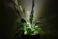 Podświetlenie Led donic Kama Flower_skrzydłokwiat.jpg