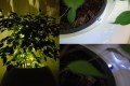 Podświetlenie Led donic Kama Flower_zestawienie.jpg
