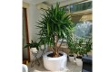 Donica Olib_biała signal white_aranzacja z yucca.jpg