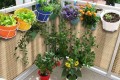 Mata-rattanowa-dwustronna-oczkowana-na-wymiar-kolor-slomkowy-RD08-balkon.jpg