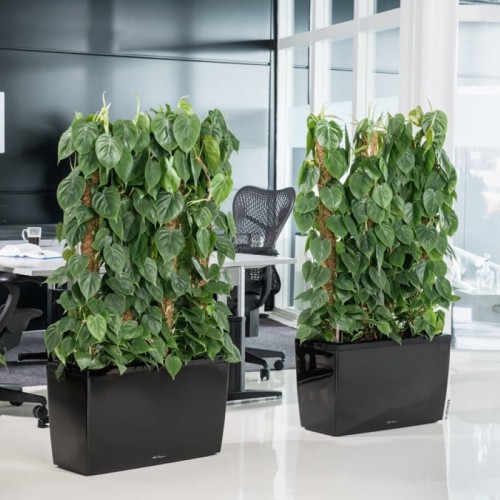 Lechuza Cararo czarny połysk  _Philodendron scandens 800x800.jpg