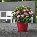 Donica Lechuza Classico czerwony scarlet połysk 600x600.jpg