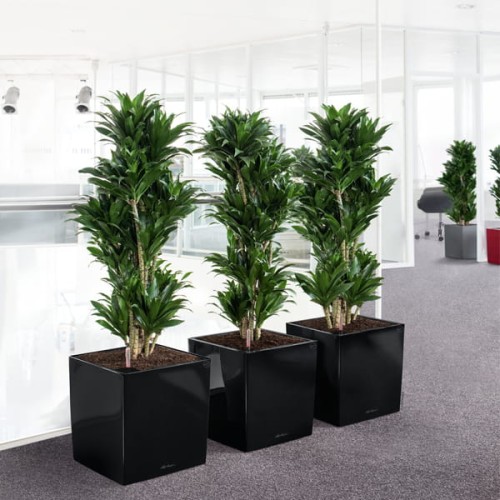 Cube  Premium_czarny połysk_ 600x600_draceny.jpg