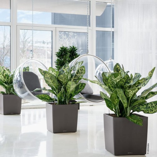 Cube  Premium_antracyt metalik_ 600x600_Diffenbachia.jpg