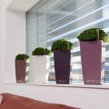 Mini Cubi kolory_Soleirolia_soleirolii_edytowany-1.jpg