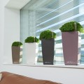 Mini Cubi kolory_Soleirolia_soleirolii_edytowany-3.jpg
