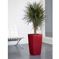 Donica Cubico 30 _czerwony scarlet połysk_Dracena marginata.jpg