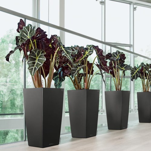 Cubico 40 antracyt_Alocasia.jpg