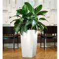 Cubico 40 biały połysk_Aglaonema.jpg
