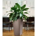 Cubico 40 taupe połysk_Aglaonema.jpg