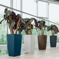 Cubico 40_kolory_Alocasia.jpg