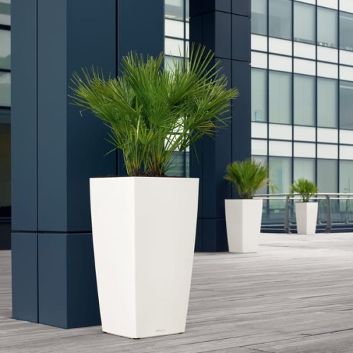 Cubico 50 biały połysk_Chamaerops humilis.jpg