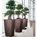 Cubico 50 espresso_Ficus microcarpa.jpg
