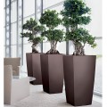 Cubico 50 espresso_Ficus microcarpa2.jpg