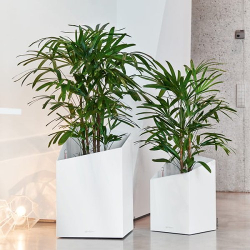 Donice Lechuza Cursivo_biały połysk 30 i 40_Rhapis excelsa.jpg