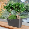 Donice Lechuza Delta 10 i 20_antracyt metalik_Ficus microcarpa.jpg