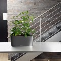 Donice Lechuza Delta 10 i 20_antracyt metalik_Dracena surcullosa.jpg