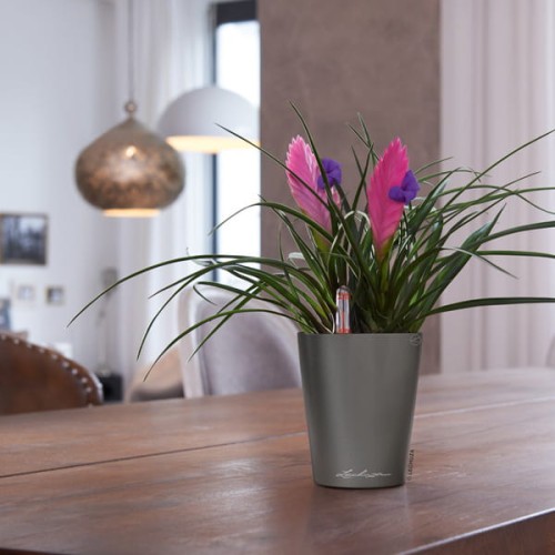 Lechuza Mini Deltini_antracyt metalik_Tillandsia.jpg