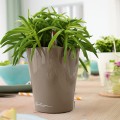 Mini Deltini taupe połysk_Peperomia ferreyrae.jpg