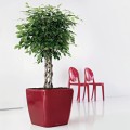 Lechuza Quadro LS czerwony scarlet połysk_Ficus beniamina.jpg
