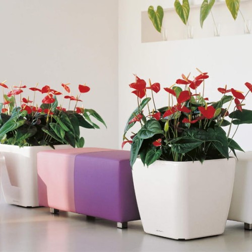 Lechuza Quadro LS biały połysk_aranżacja_ Anturium.jpg