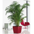 Lechuza Quadro LS czerwony scarlet połysk_Chrysalidocarpus.jpg