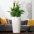 Lechuza Rondo 32 biały połysk_Heliconia_Titelvariante.jpg