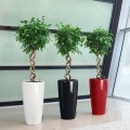 Lechuza Rondo 32 biały_czarny i czerwony połysk_Ficus beniamina.jpg