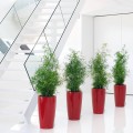 Lechuza Rondo 32 czerwony scarlet połysk_Asparagus_falcatus.jpg