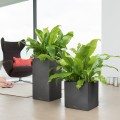 Canto Color Kostka_grafitowy czarny_Asplenium.jpg