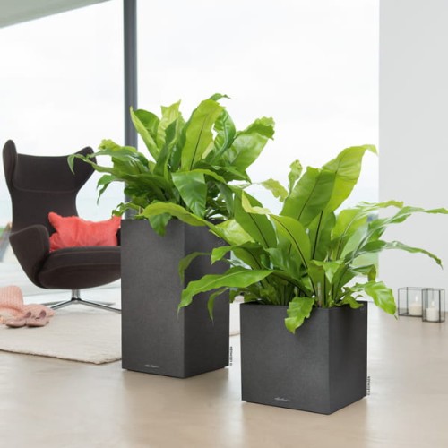 Canto Color Kostka_grafitowy czarny_Asplenium.jpg