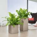 Canto Color Kostka _piaskowy beż_i _Canto Color Kolumna_piaskowy beż_Asplenium.jpg