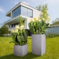 Canto Color Kostka_szary kamień_Canna indica.jpg