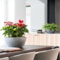 Cubeto Stone Color 30_szary kamień_Anturium.jpg