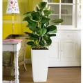 Cubico Color 40 biały_Ficus elastica.jpg