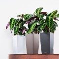 Donice Cubico Color biały, szary łupek i muszkatołowy brąz_Calathea.jpg