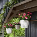 Nido Cottage biały_Dipladenia.jpg