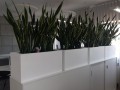 Donica Lungo 75x35x38 aranżacja w biurze
