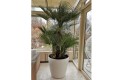 Donica Lechuza Classico 70 biały_Chamaerops humilis_aranżacja.jpg