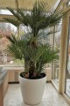 Lechuza Classico 70 biały_Chamaerops humilis_oranżeria.jpg