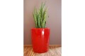 Donica Anakena M 60x50_czerwony Ruby Red_sansewieria.jpg