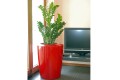 Donica Anakena M 60x50_czerwony Ruby Red_zamiokulkas_aranżacja.jpg