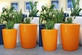 Donica Anakena pomarańczowy yellow orange_aranżacja wewnątrz z sansewieria trifasciata.jpg