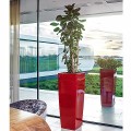 Donica Lechuza Cubico Alto czerwony scarlet połysk_Polyscias_2.jpg