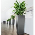 Donica Lechuza Cubico Alto antracyt metalik_Aspidistra elatior.jpg