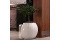 Donica Manacor- bialy połysk-ficus.jpg