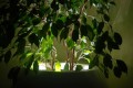 Podświetlenie Led donic Kama Flower_ficus.jpg